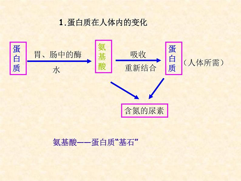 8.3 蛋白质与维生素 课件-2020-2021学年九年级化学上册同步备课系列（沪教版）07