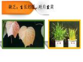 人教部編版課題11.2 化學(xué)肥料 精品PPT課件+視頻