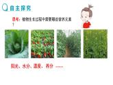 人教版初中化学（下册） 第十一单元  课题2  化学肥料 课件