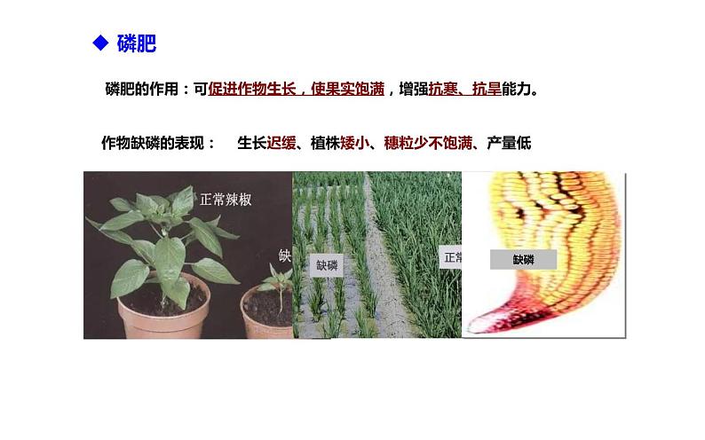 人教版九年级化学下册《化学肥料》展示课一等奖课件07