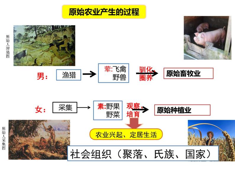 人教部编版七年级历史上册课件 2  原始农耕生活05