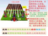 部编版九年级历史上册：3.2 西欧庄园-课件