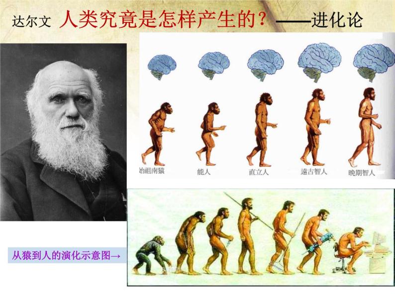 第1课 中国早期人类的代表——北京人课件PPT04