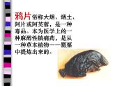八年级历史上_第一课_鸦片战争ppt课件人教版
