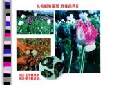 八年级历史上_第一课_鸦片战争ppt课件人教版