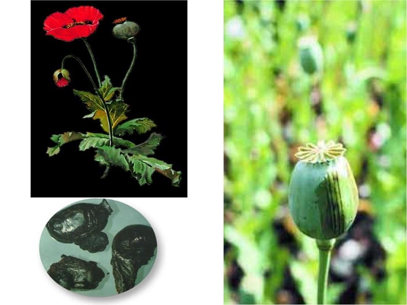 人教部编版 八年级上册第一单元第1课鸦片战争ppt课件02