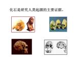 人教部编七年级历史上册中国早期人类的代表—北京人ppt课件
