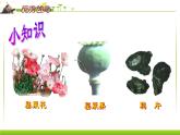 最新人教部编版八年级上册历史第1课两次鸦片战争课件