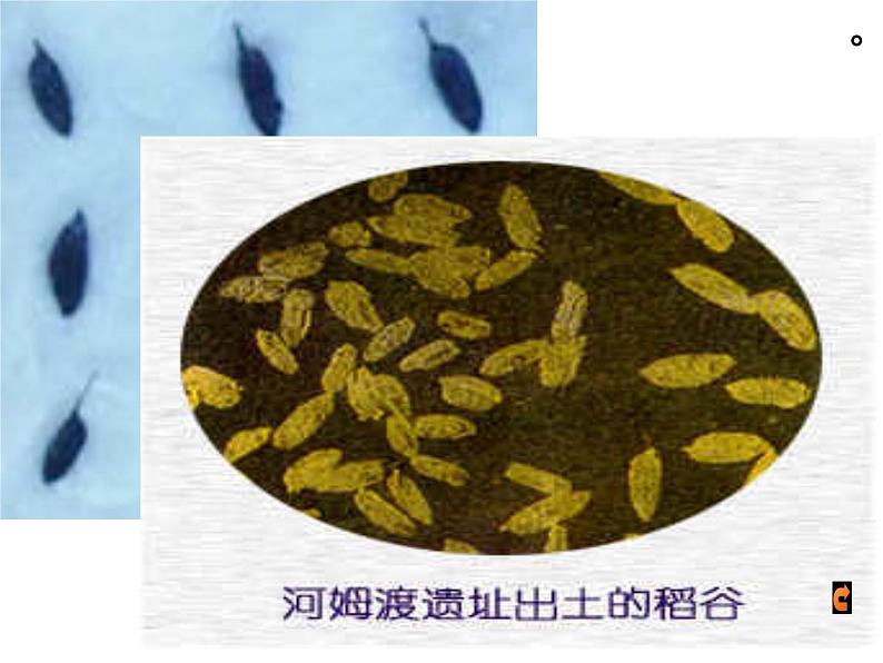 2016年新人教版历史七年级上册课件-第2课《原始农耕生活》 （共28张ppt）第8页