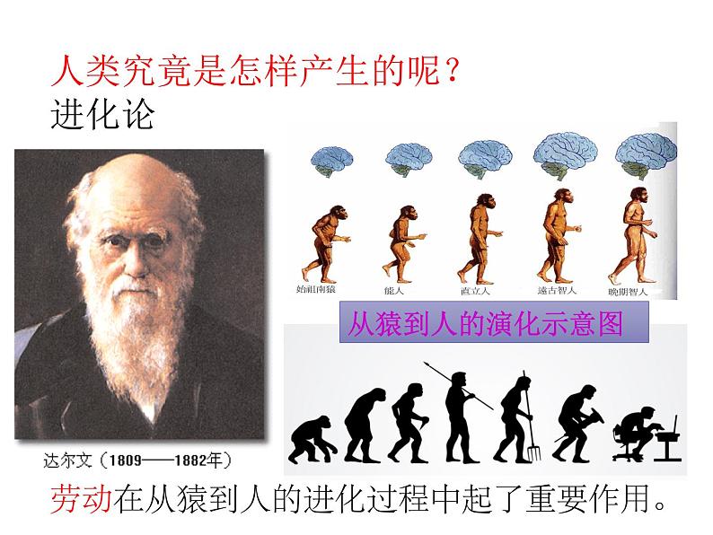 2021-2022学年度人教版七年级历史上册课件  1.1中国早期人类的代表——北京人第5页