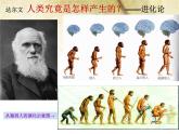 部编版七年级上册 历史 课件 1.中国早期人类的代表——北京人