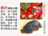 部编版八年级上册 历史 课件 1.鸦片战争6