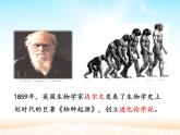 部编版七年级上册 历史 课件 1.中国早期人类的代表——北京人1