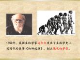 部编版七年级上册 历史 课件 1.中国早期人类的代表——北京人3