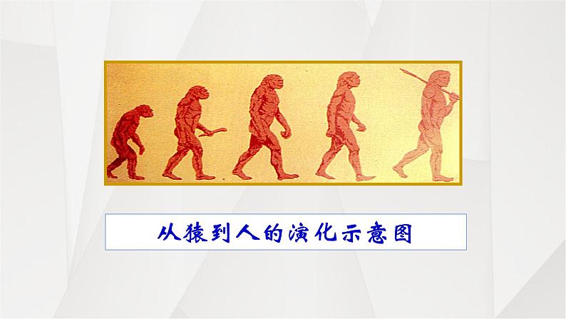 部编版七年级上册 历史 课件 1.中国早期人类的代表——北京人2第3页