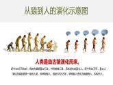 部编版 历史 七年级上册 第一课 中国早期人类代表——北京人（课件）