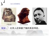 部编版 历史 七年级上册 第一课 中国早期的人类代表——北京人（课件）