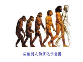 1 中国早期人类的代表——北京人课件PPT