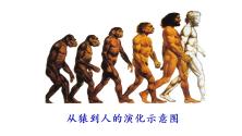 初中历史第一课 中国境内早期人类的代表—北京人背景图ppt课件_ppt03