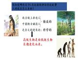 1.1中国境内早期人类的代表--北京人课件2022-2023学年部编版七年级历史上册