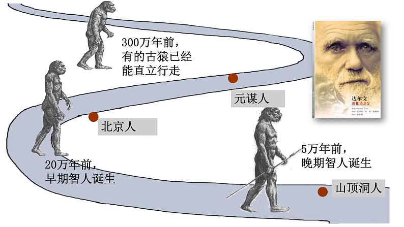 1.1中国境内早期人类的代表——北京人  课件  部编版七年级历史上册第5页