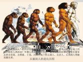 人教部编版历史七年级上册第1课-中国早期人类的代表—北京人 课件