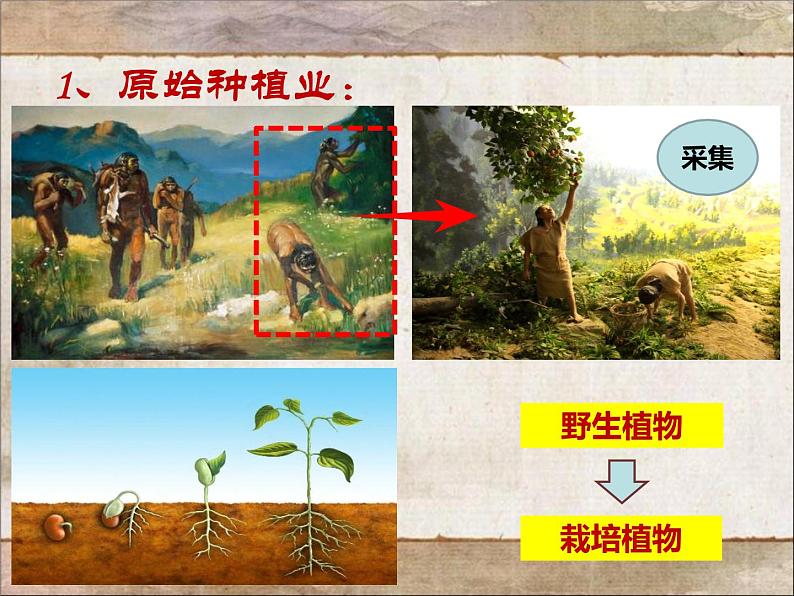 第2课 原始农耕生活 课件PPT+教案+导学案04