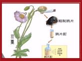 2023-2024学年部编版八年级历史上册 第1课  鸦片战争 课件