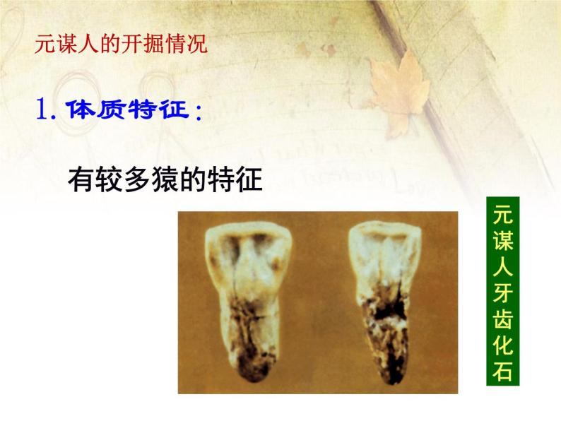 《中国早期人类的代表 北京人》优质课教学课件06