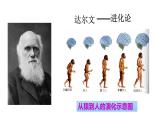 2023-2024 部编版历史七年级上册 1.1 中国境内早期人类的代表——北京人 课件