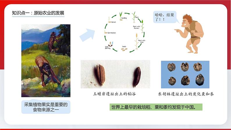 第2课  原始农耕生活（课件）第5页