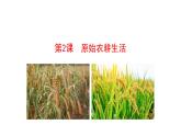 1.2 原始农耕生活 课件 2023-2024 部编版初中历史七年级上册（湖北专版）