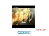 1.1 鸦片战争 课件 2023-2024 部编版初中历史八年级上册(深圳)