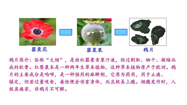 1.1 鸦片战争 课件 2023-2024 部编版初中历史八年级上册(深圳)08