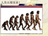 2023-2024学年部编版历史七年级上册 第1课 中国早期人类的代表 精品课件