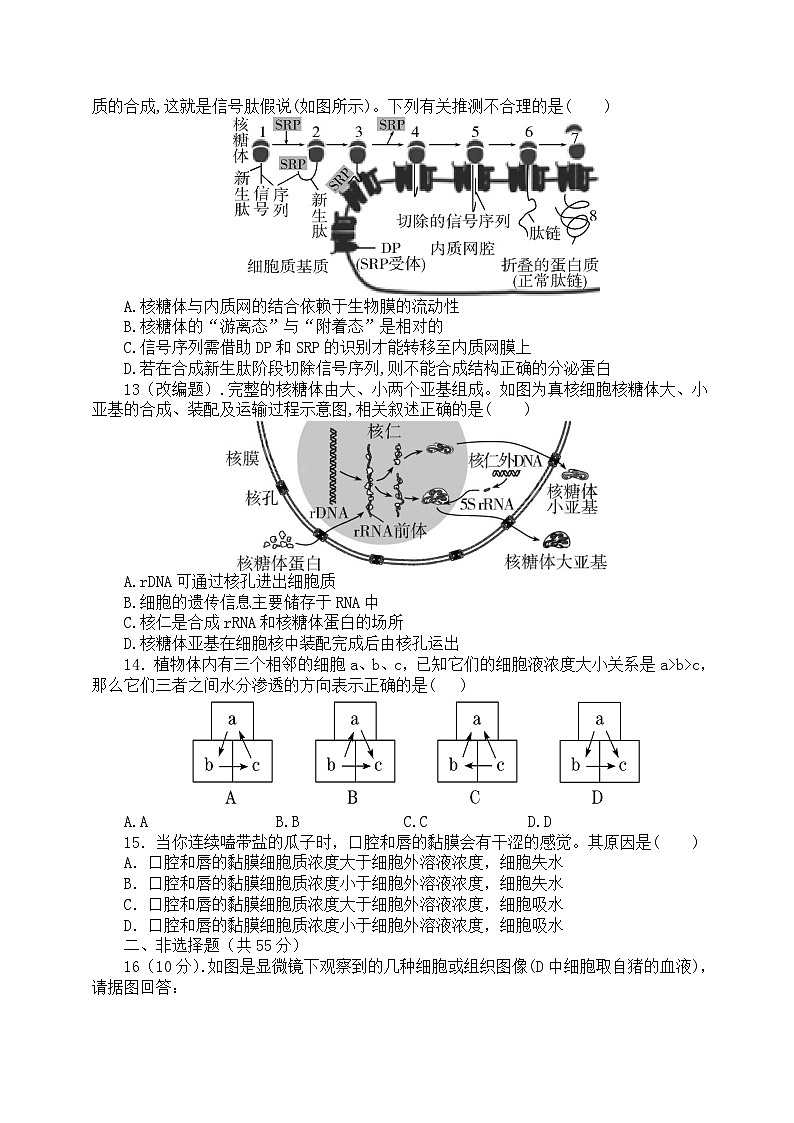 山东省武城县吕庄中学2023-2024学年部编版七年级历史上学期第二次月考试题(无答案)第3页