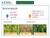 1.2 原始农业与史前社会(课件) 2024-2025学年统编版历史(2024)七年级上册