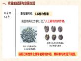 第2课 原始农业与史前社会 课件-2024-2025学年统编版七年级历史上册