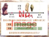 人教统编2024年版七年级历史上册第2课 原始农业与史前社会【课件】