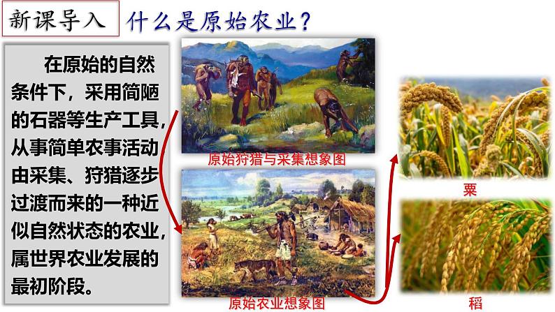 【名师课堂】初中历史七年级上册 第2课 原始农业与史前社会  精品课件02