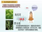 人教统编2024年版七年级历史上册第2课   原始农业与史前社会   （课件）