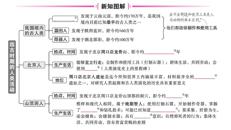 初中历史新人教版七年级上册第一单元第一课 远古时期的人类活动作业课件2024秋第2页