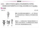 初中历史新人教版七年级上册第二单元第八课 夏商周时期的科技与文化作业课件2024秋