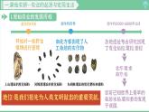 「2024新教材課件」部編版七年級上冊歷史 第2課 原始農(nóng)業(yè)與史前社會