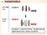 初中  歷史  人教版（2024）  七年級上冊第2課 原始農(nóng)業(yè)與史前社會 課件