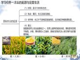 初中  歷史  人教版（2024）  七年級上冊第2課 原始農(nóng)業(yè)與史前社會 課件