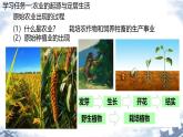 初中  歷史  人教版（2024）  七年級上冊第2課 原始農(nóng)業(yè)與史前社會 課件