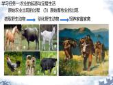 初中  歷史  人教版（2024）  七年級上冊第2課 原始農(nóng)業(yè)與史前社會 課件