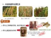 七年级上册历史人教版（2024）2 原始农业与史前社会 课件