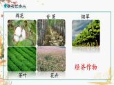 人教版2024歷史七年級下冊 第3單元 第19課 清朝前期社會經(jīng)濟的發(fā)展 PPT課件+教案